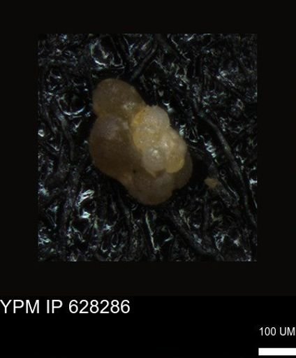 undet. Foraminiferida