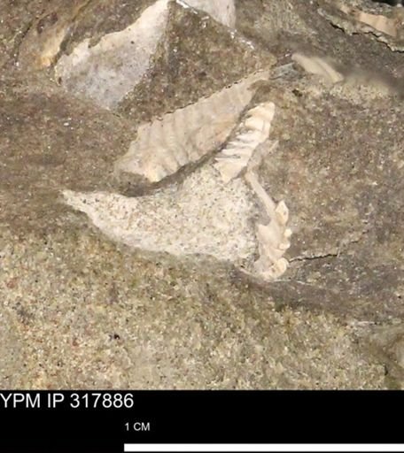 Hoploscaphites sp.