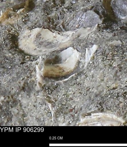 undet. Bivalvia