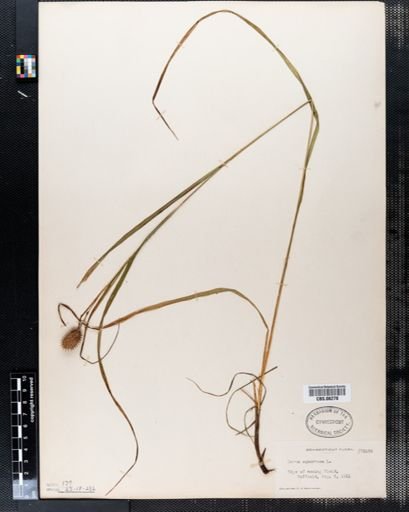 Carex squarrosa