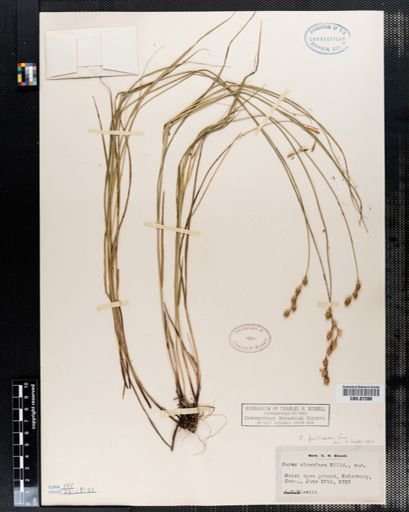 Carex straminea