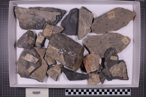 mixed taxa, stratigraphic collection