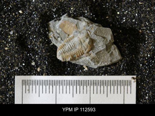 Calymene sp.