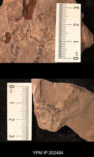 Holcoptera schlotheimi