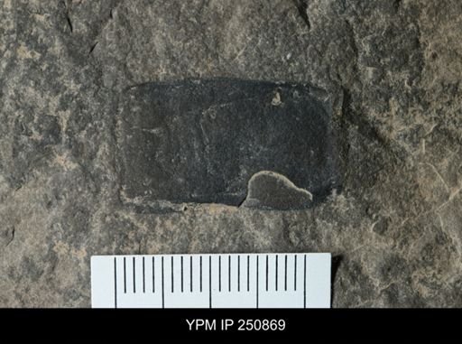 undet. Eurypterida