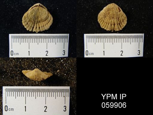 Leptocoelia flabellites