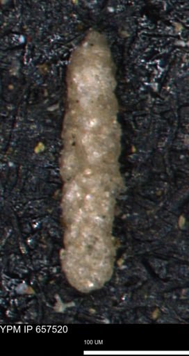 Ammobaculites obliquus