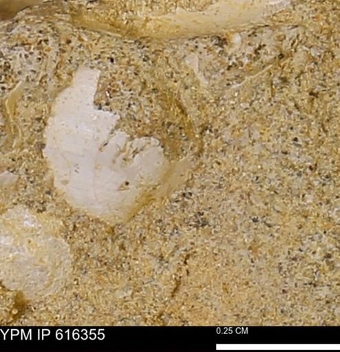 Protocardia subquadrata