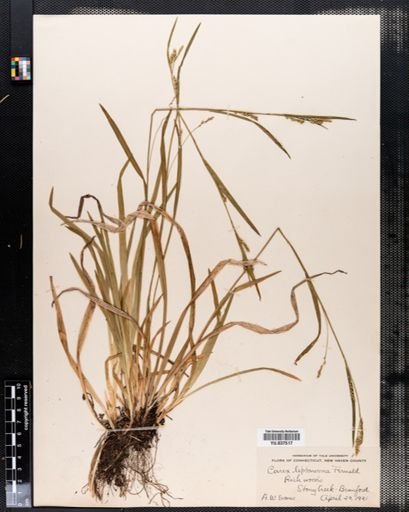Carex leptonervia