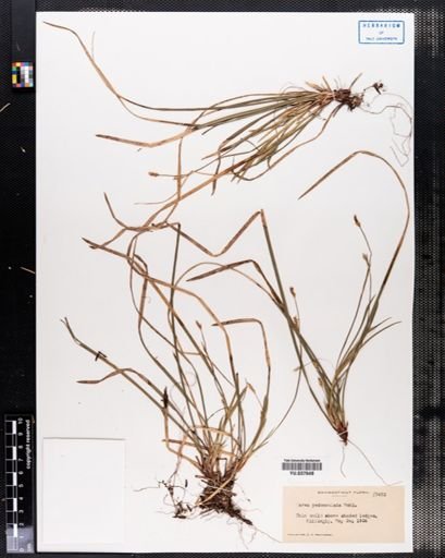 Carex pedunculata