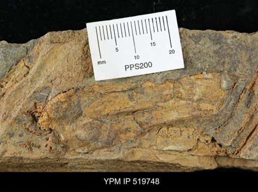 undet. Eocrinoidea