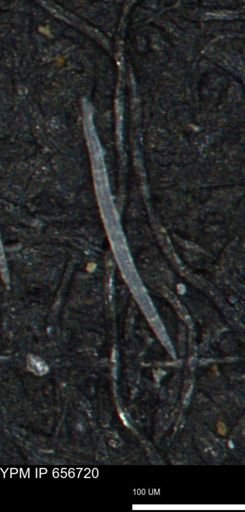 undet. Porifera