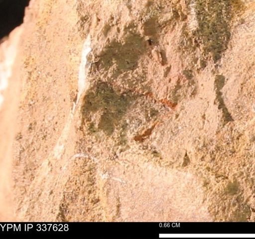 undet. Mollusca