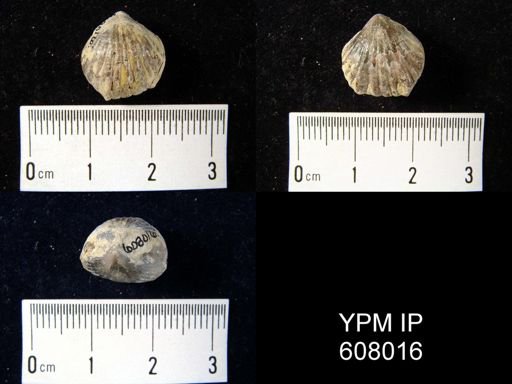 undet. Rhynchonellida
