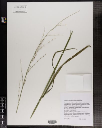 Plantae