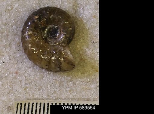 Hoploscaphites comprimus