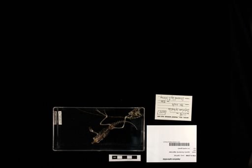 Japalura splendida