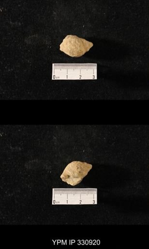 Sphaerodoma paludinaeformis