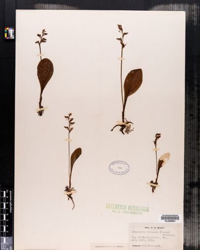 Habenaria