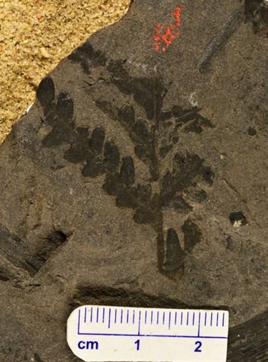 Pecopteris nervosa