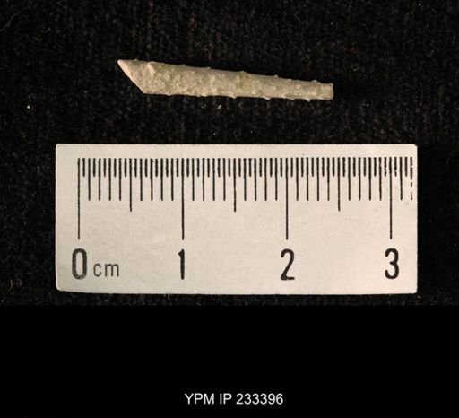 Archaeocidaris sp.