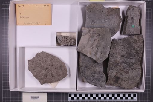 mixed taxa, stratigraphic collection
