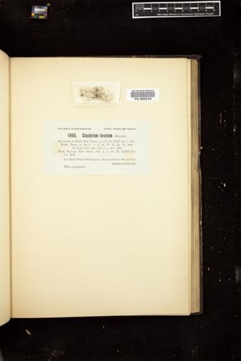 Closterium lineatum
