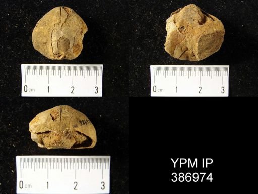 Eatonia medialis