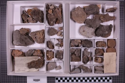 mixed taxa, stratigraphic collection