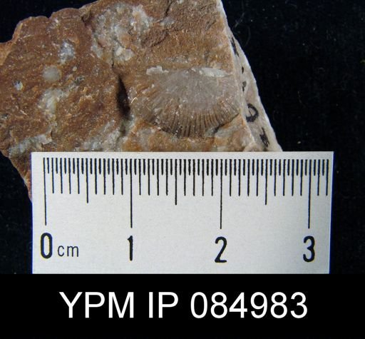 Amphistrophia prolongata chaleurensis
