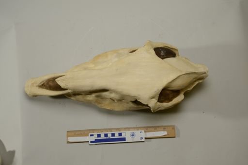 Pliohippus interpolatus