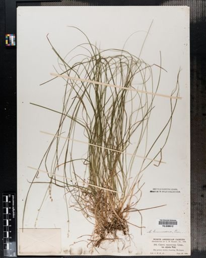 Carex brunnescens