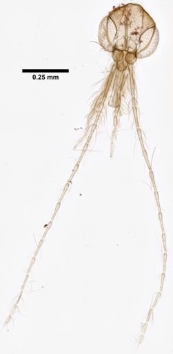 Lutzomyia ininii