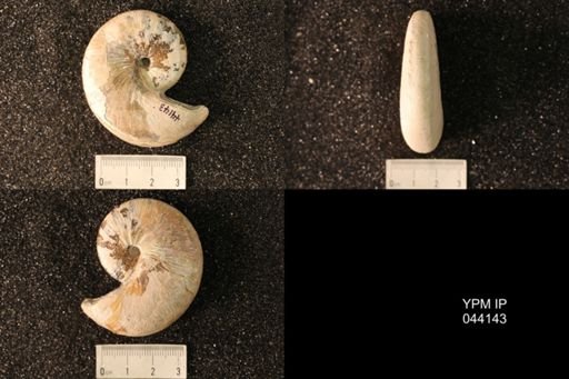 Hoploscaphites nicolletii