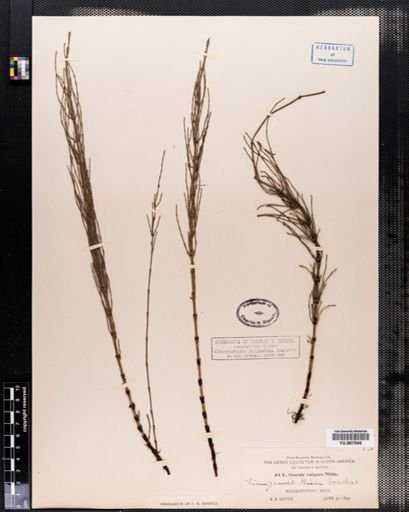 Equisetum
