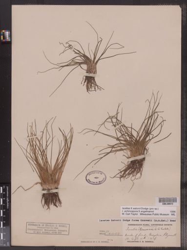 Isoetes