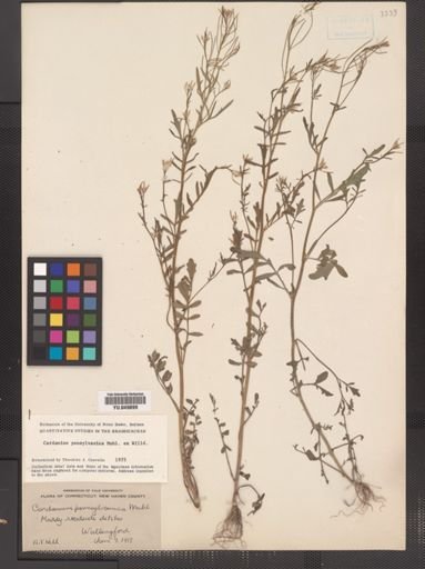 Cardamine pensylvanica
