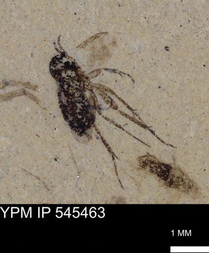 undet. Diptera