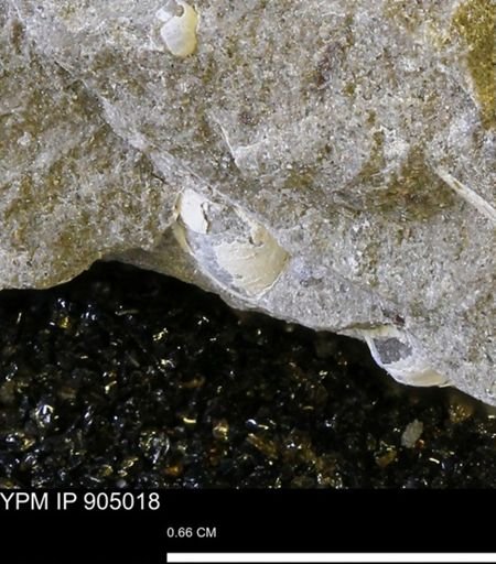 undet. Bivalvia