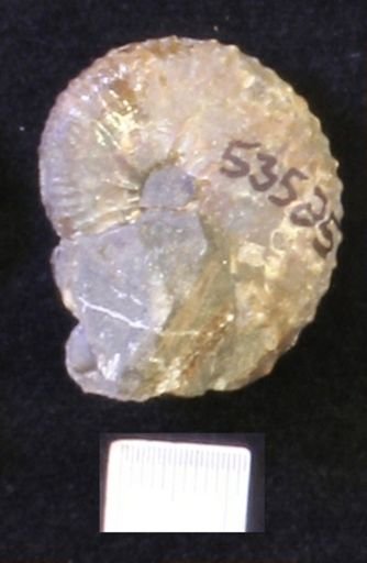 undet. Scaphitidae