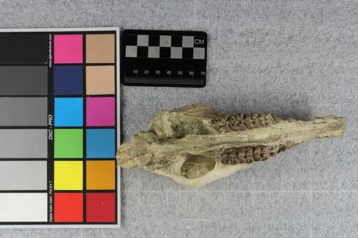 Protoceras celer