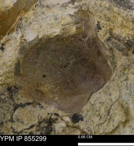 undet. Bivalvia
