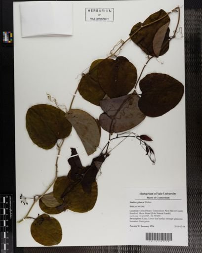 Smilax glauca