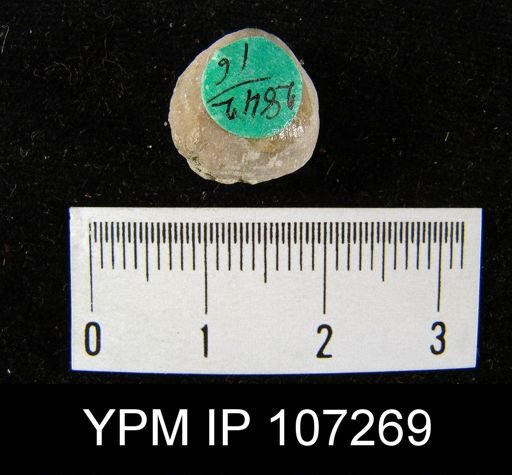 Rhipidomella oblata emarginata