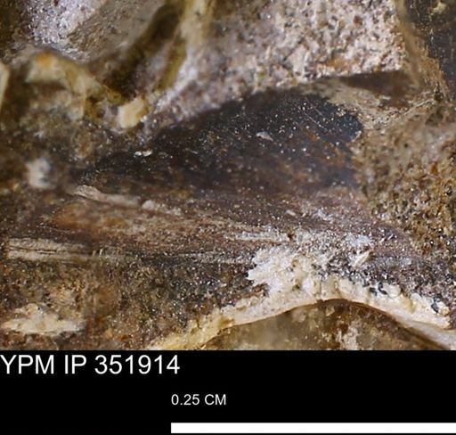 undet. Bivalvia