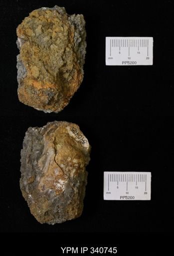 undet. Bivalvia