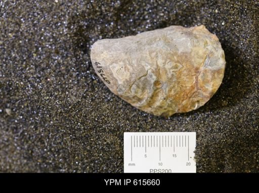 undet. Bivalvia