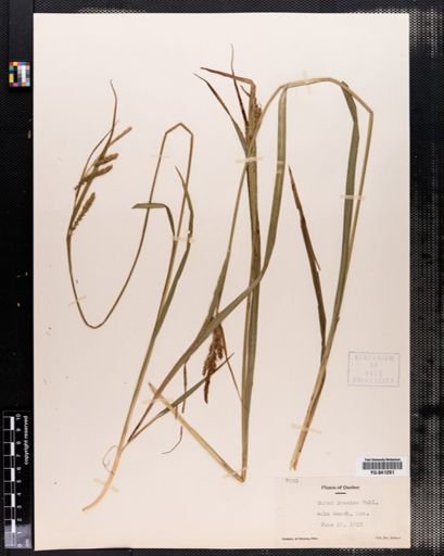 Carex prasina