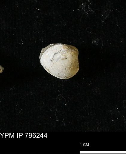 Protocardia subquadrata