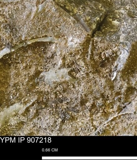 undet. Mollusca